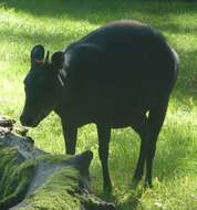 Image of yellow-backed duiker