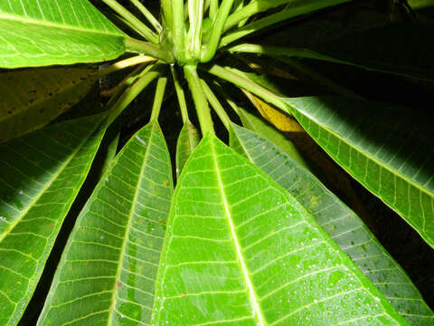 Image de Plumeria rubra L.