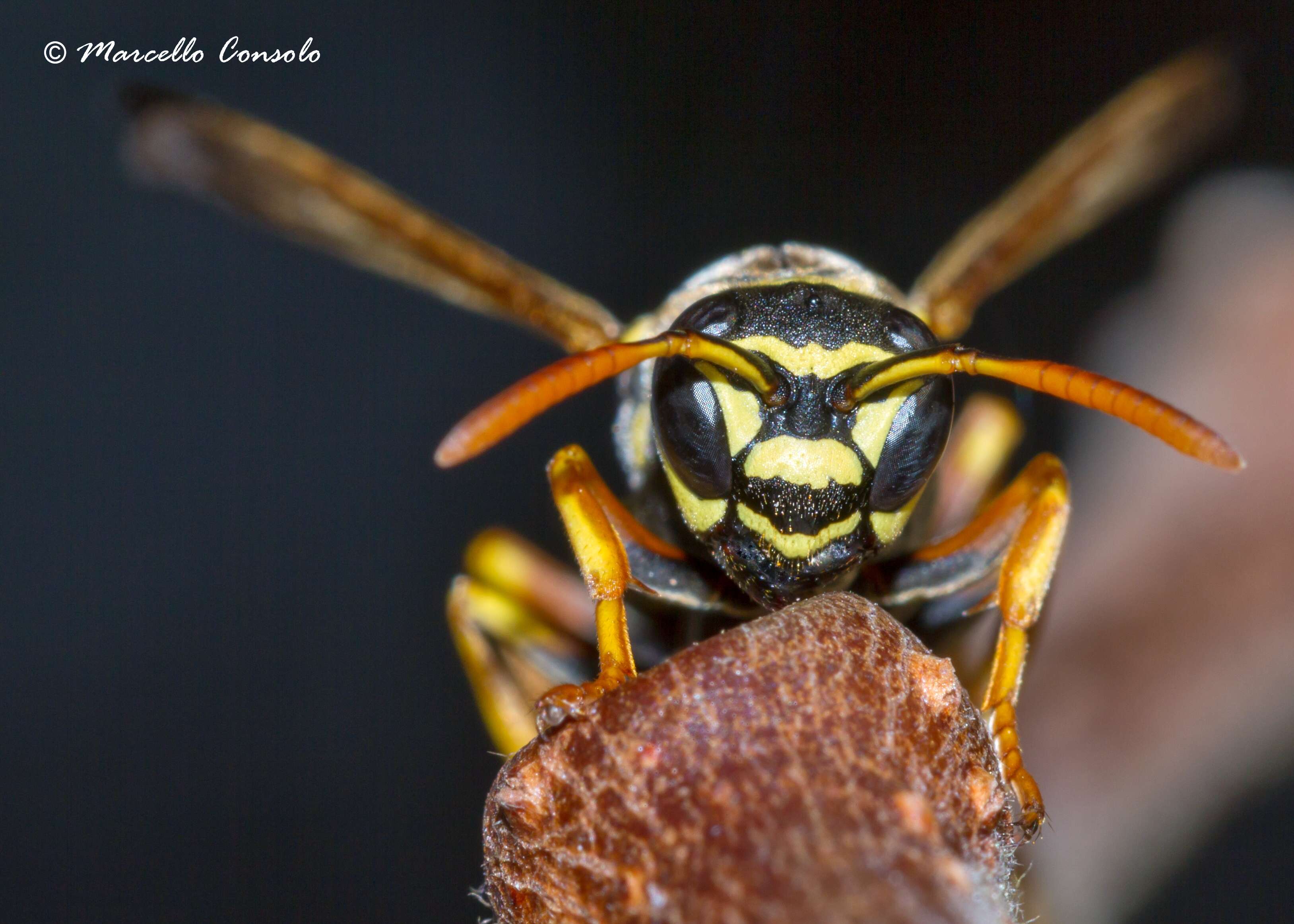 Polistes nimpha (Christ 1791)的圖片