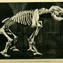 Image de <i>Diprotodon australis</i>