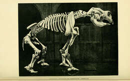 Image of Diprotodon Owen 1838