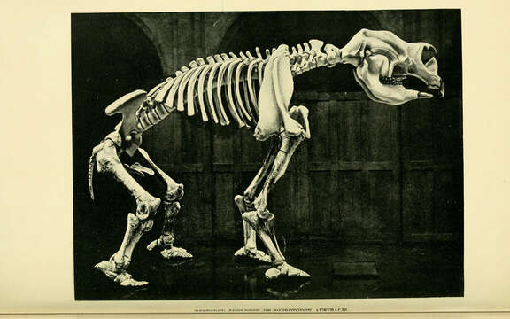 Слика од <i>Diprotodon australis</i>