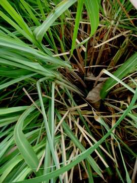 Image of lemon grass