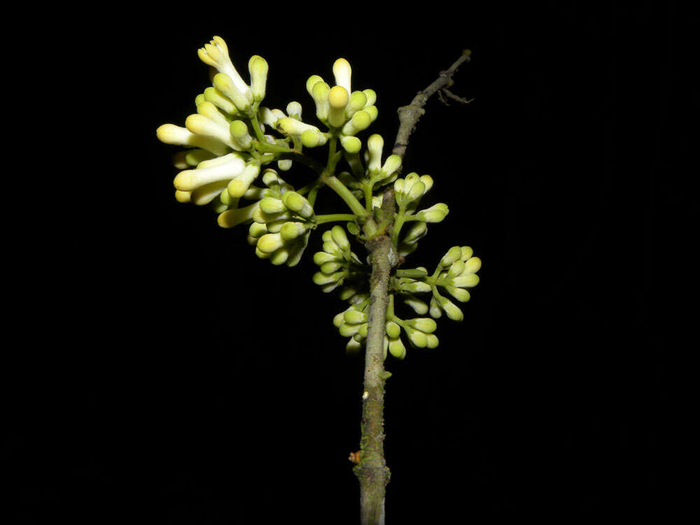 Plancia ëd Strychnos peckii B. L. Robinson