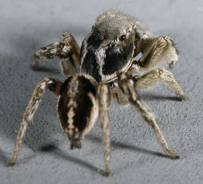 Image of Habronattus festus (Peckham & Peckham 1901)