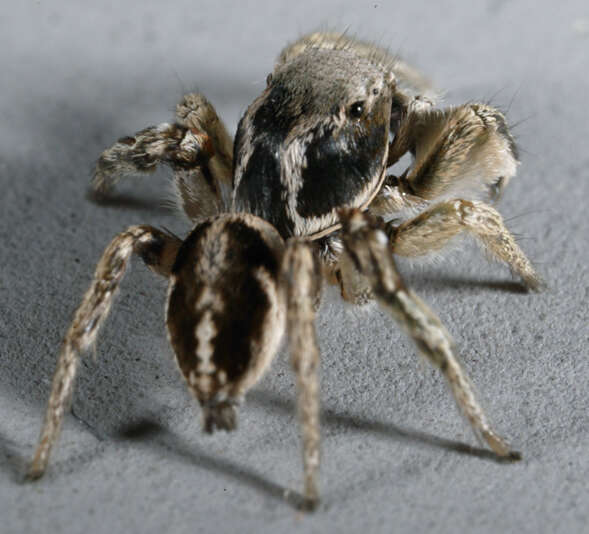 Image of Habronattus festus (Peckham & Peckham 1901)