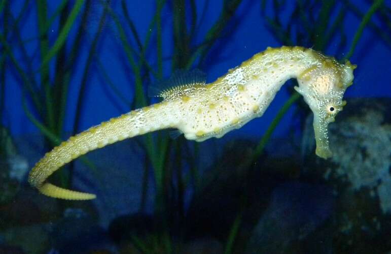 Image of seahorses