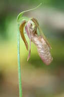 Слика од Cypripedium