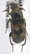 Image of Burying beetle