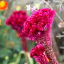 Imagem de Celosia cristata L.