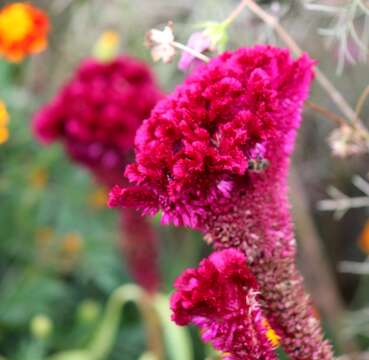 Imagem de Celosia cristata L.