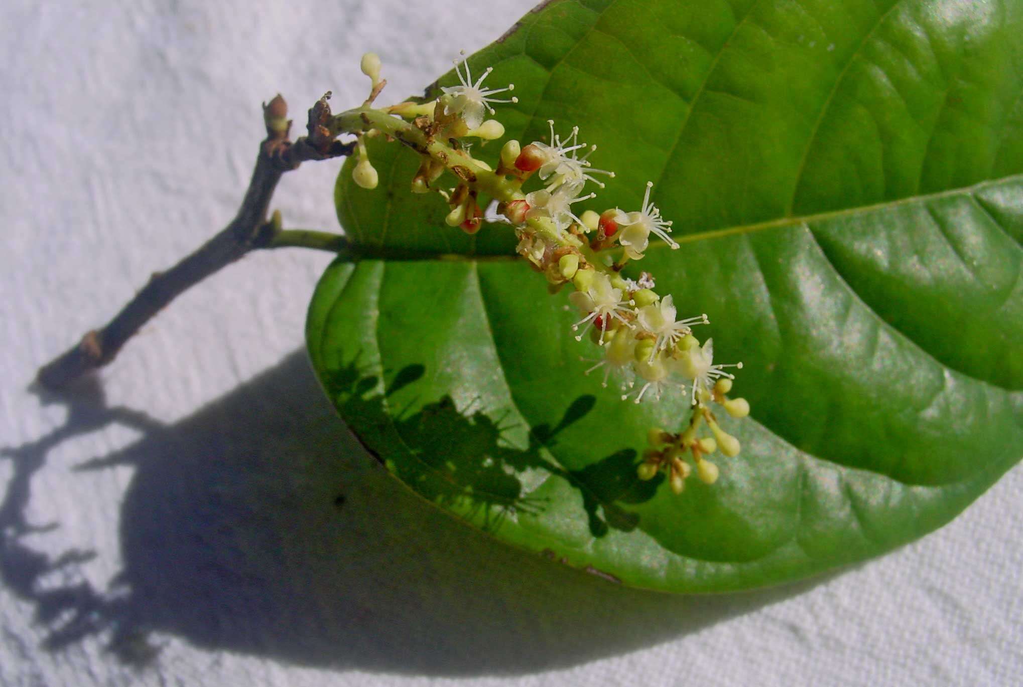 Image of Coccoloba arborescens (Vell.) Howard