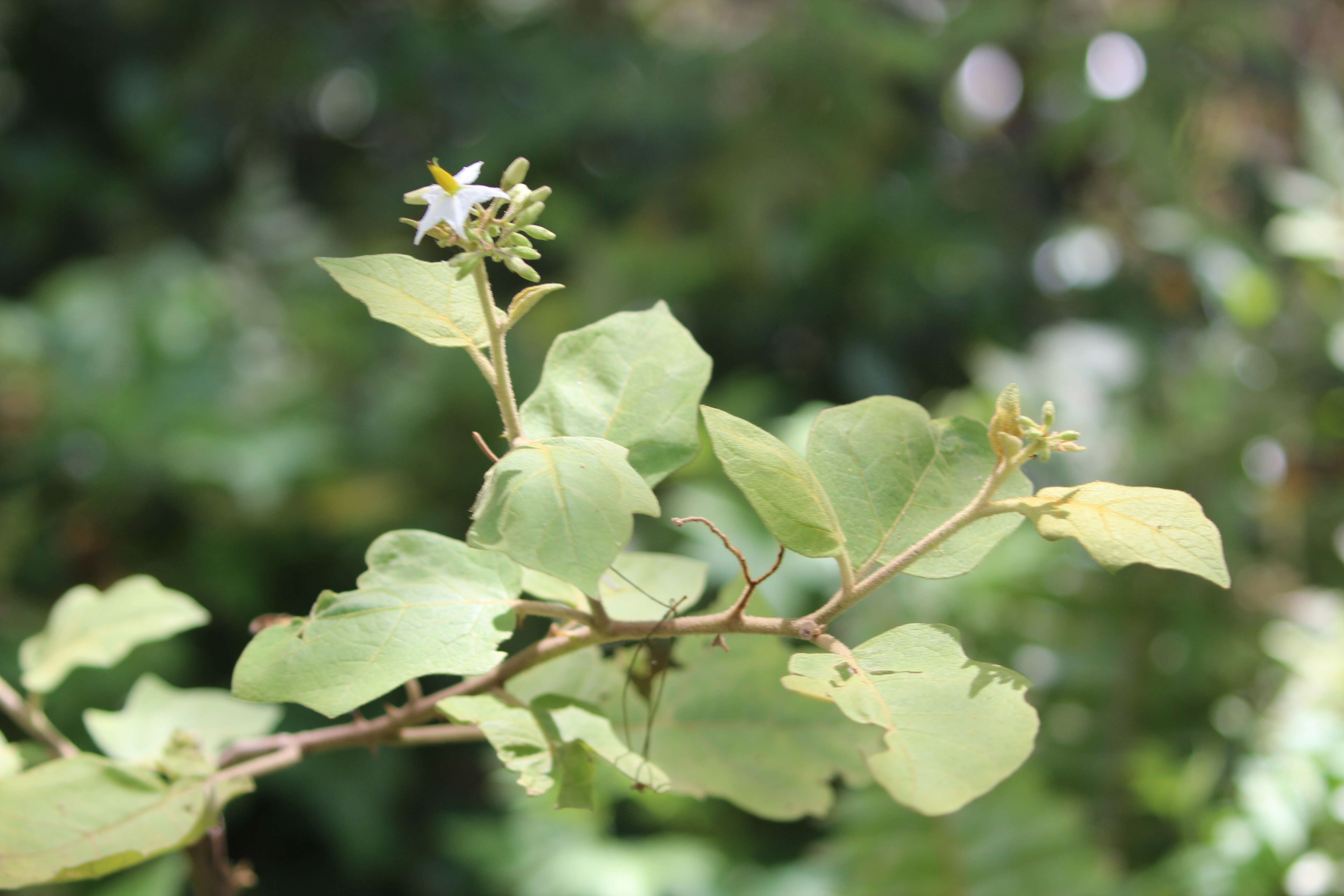 Image of potatotree