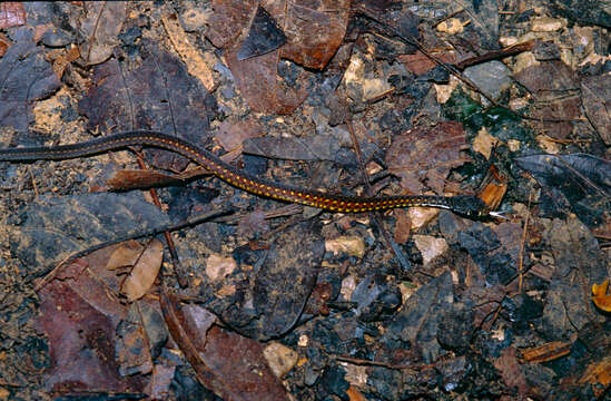 Image of Xenochrophis Günther 1864