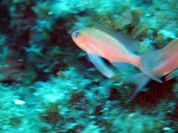 Image of Anthias