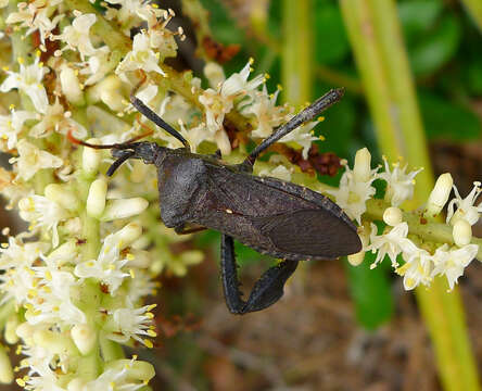 Image of Acanthocephala