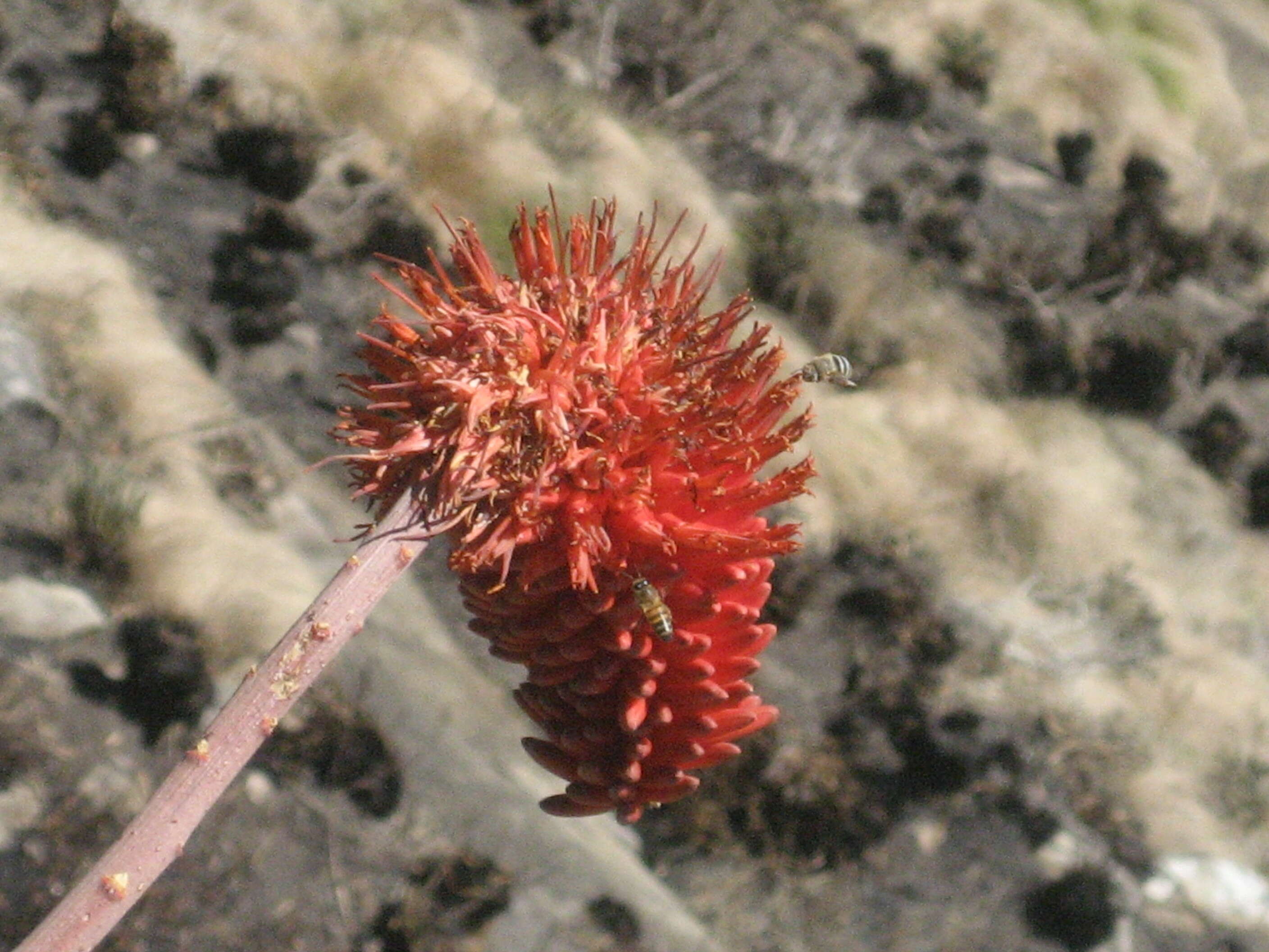 Image of Aloe decurva Reynolds