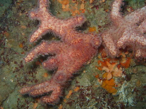 Image of Mediterranean sea-fingers