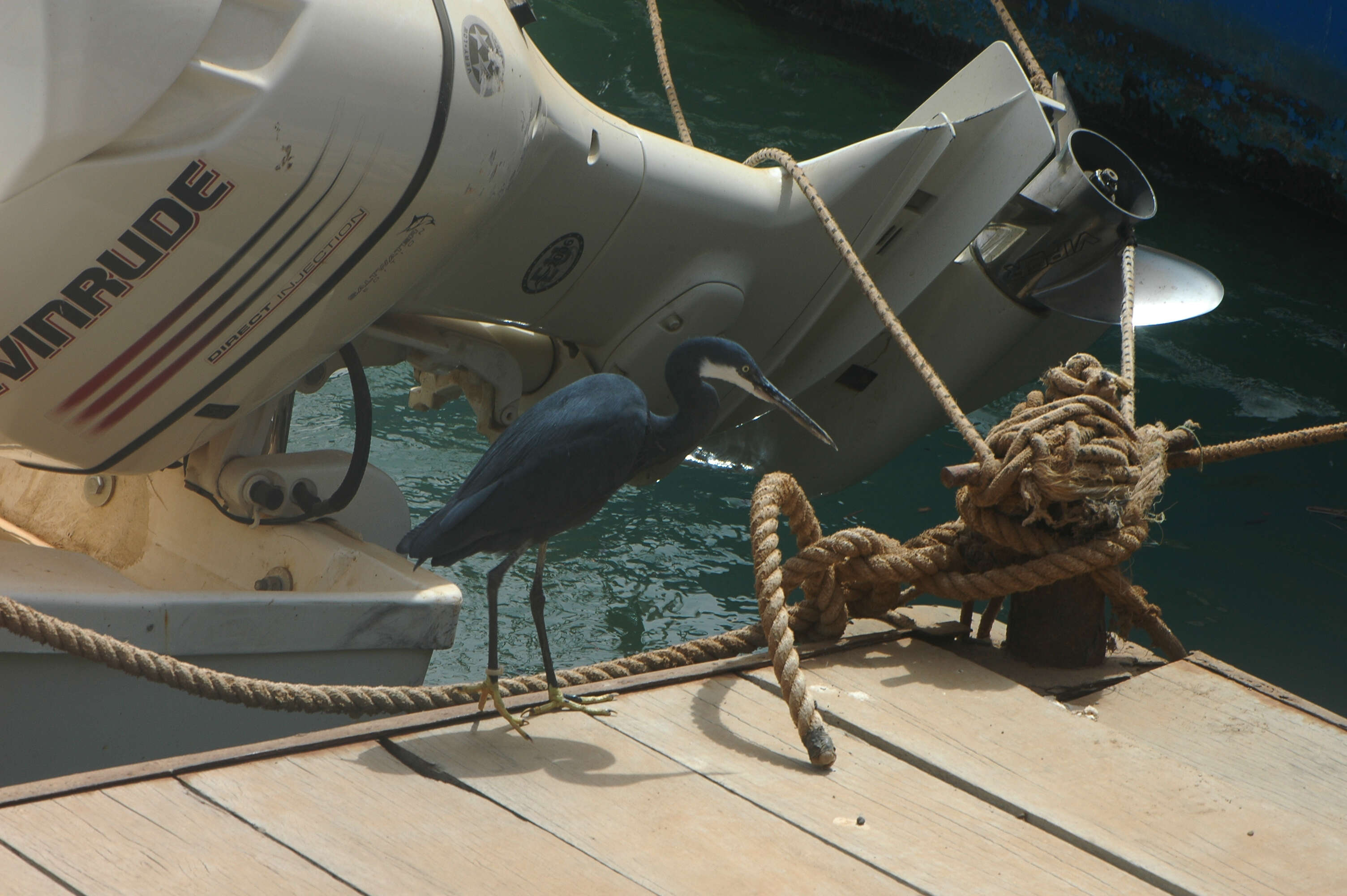 Image of Western Reef Heron