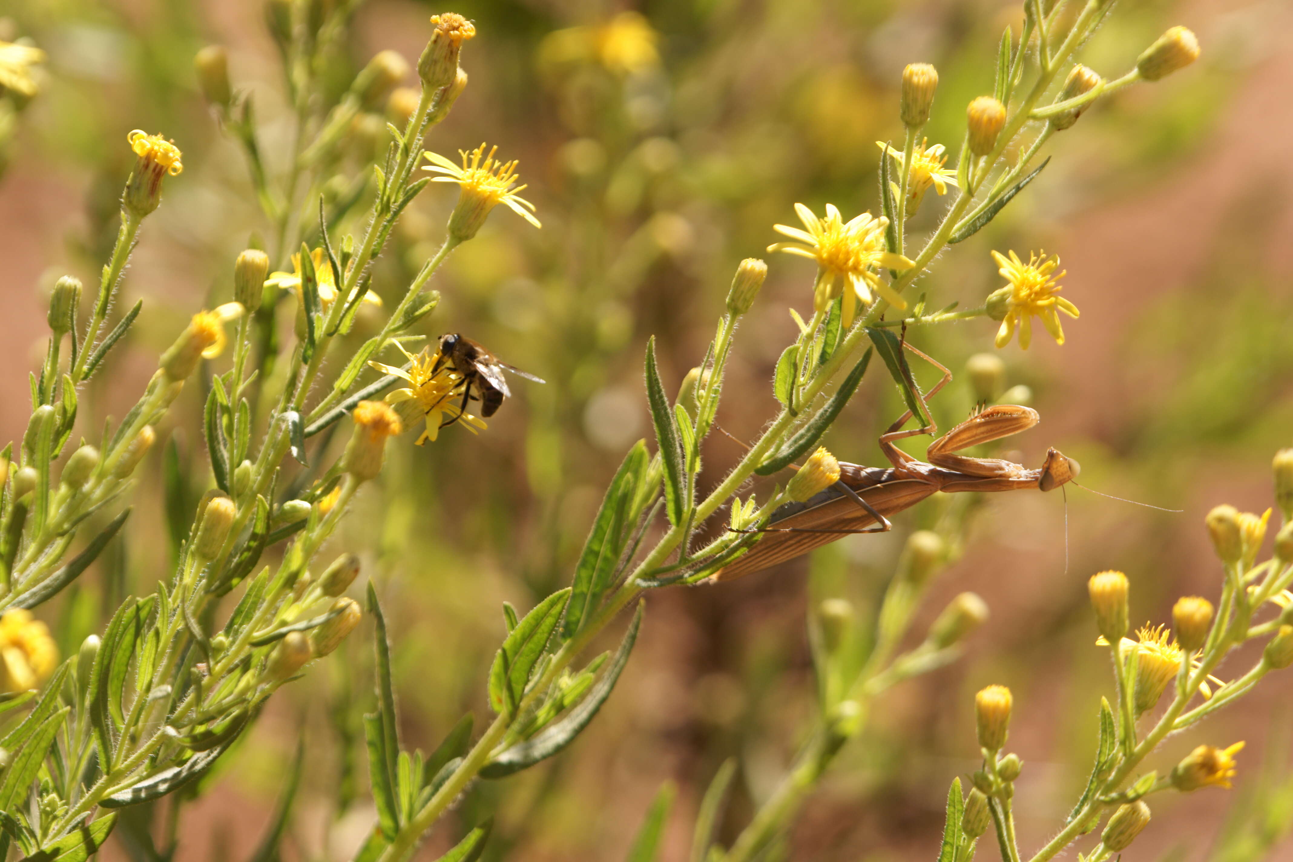 Image of Mantis