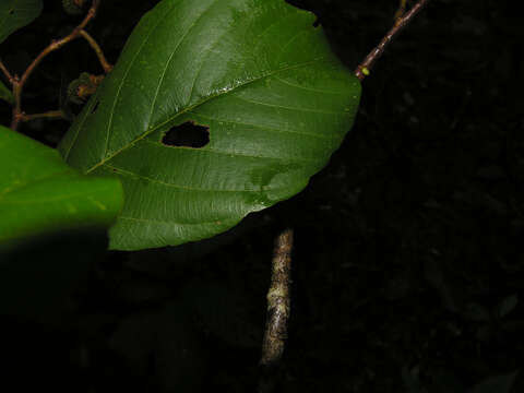 Image of Apeiba membranacea Spruce ex Benth.