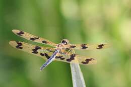 Image of Flutterers (Dragonflies)