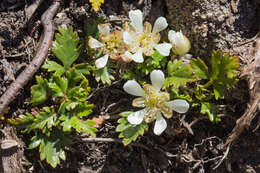 Image of Rubus gunnianus Hook.