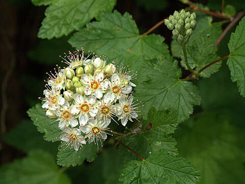 Plancia ëd Physocarpus capitatus (Pursh) Kuntze