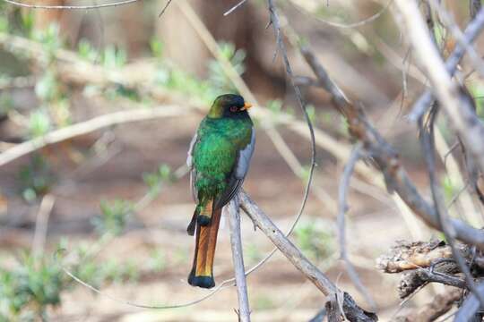 Plancia ëd Trogon elegans Gould 1834