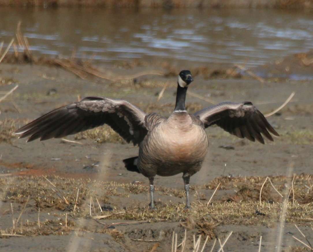 Image of Hawaiian goose