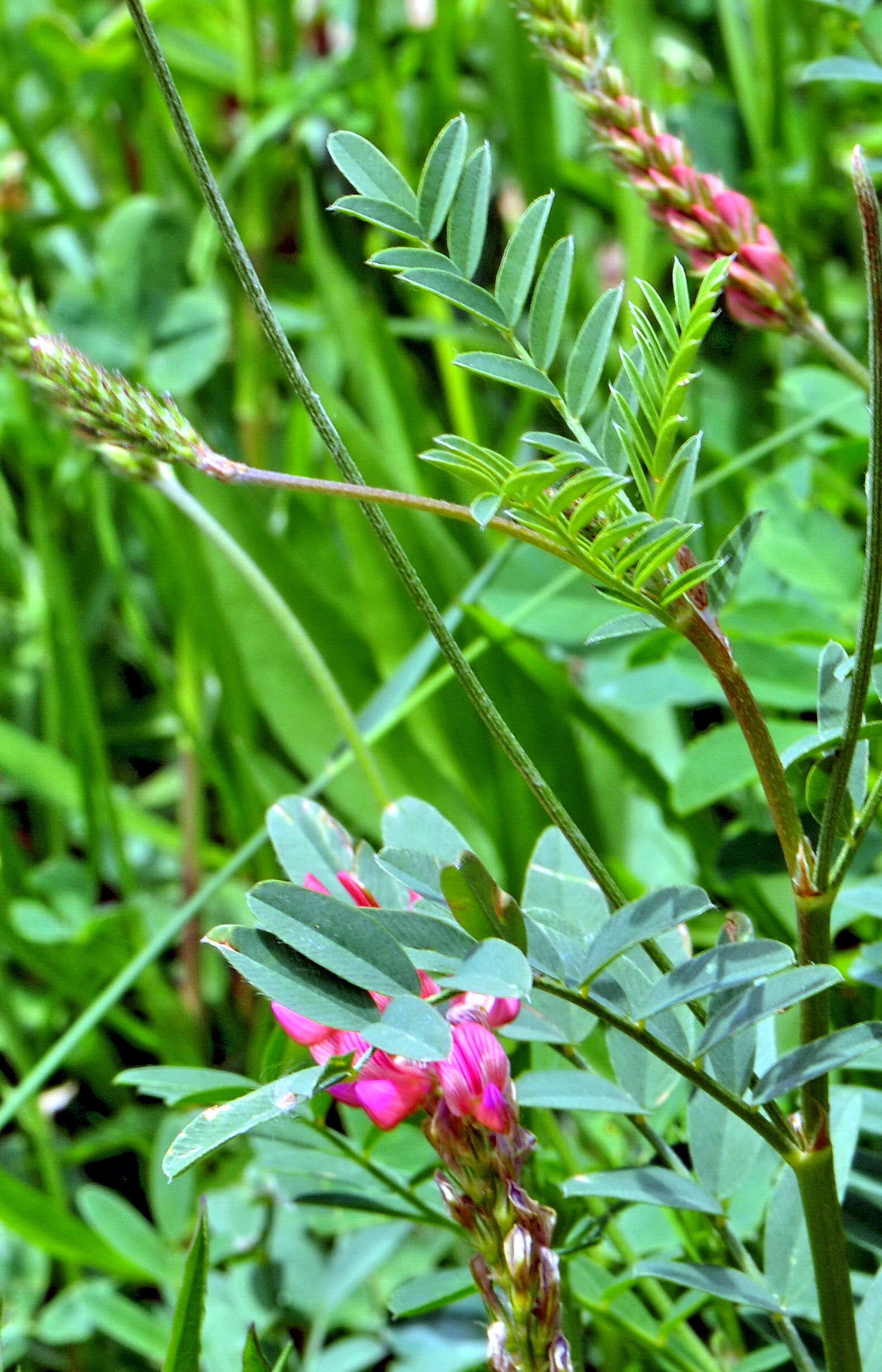 Plancia ëd Onobrychis viciifolia Scop.