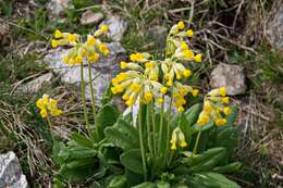 Image of cowslip