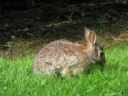 Image of Cottontail rabbit