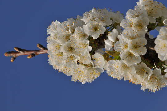 Imagem de Prunus avium (L.) L.