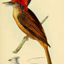 Image of Amazonian Royal Flycatcher