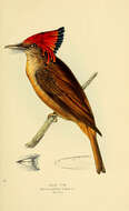 Image of royal flycatcher