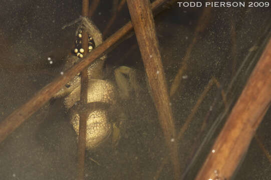 Image of Western Chorus Frog