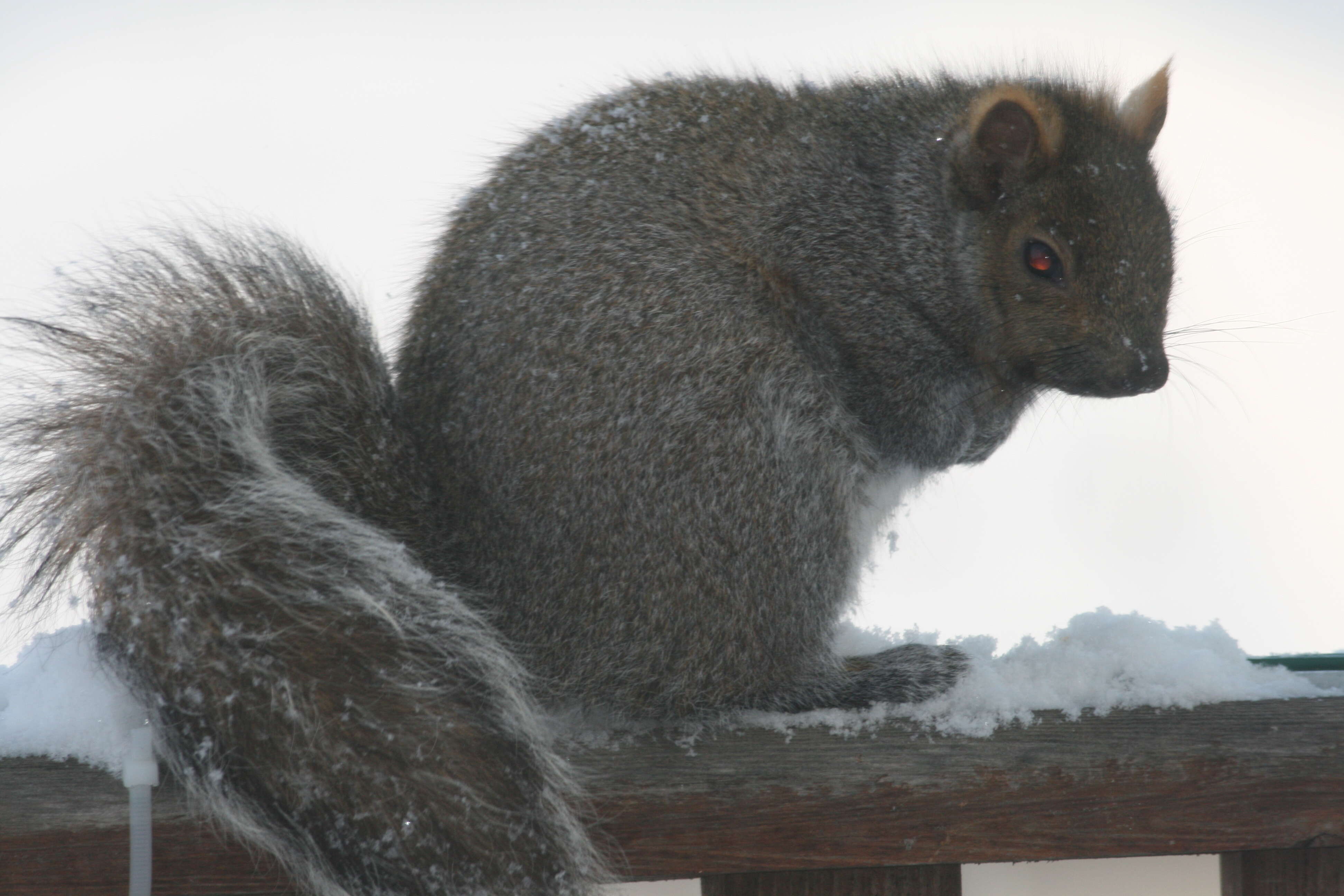 Image of Sciurus subgen. Sciurus Linnaeus 1758