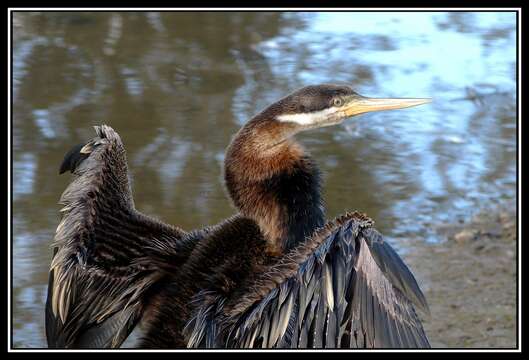 Image de Anhinga roux