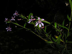 Imagem de Cuphea utriculosa Koehne