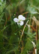 Image of Fen violet