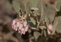 Image of hoary manzanita