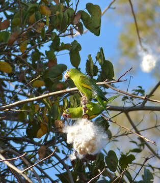 Image of Yellow-chevroned Parakeet