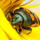 Image of Castiarina viridissima (Barker 1987)