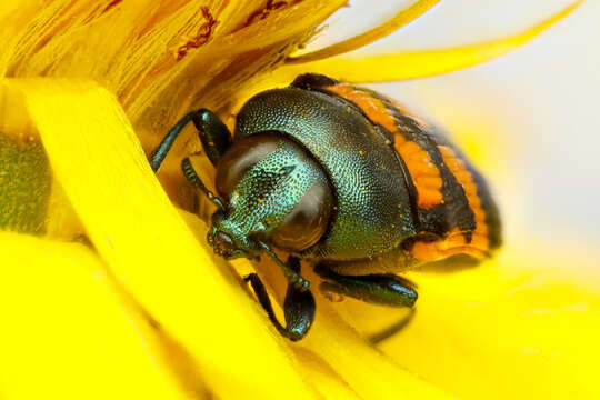 Castiarina viridissima (Barker 1987) resmi