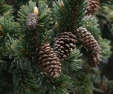 Imagem de Pinus aristata Engelm.