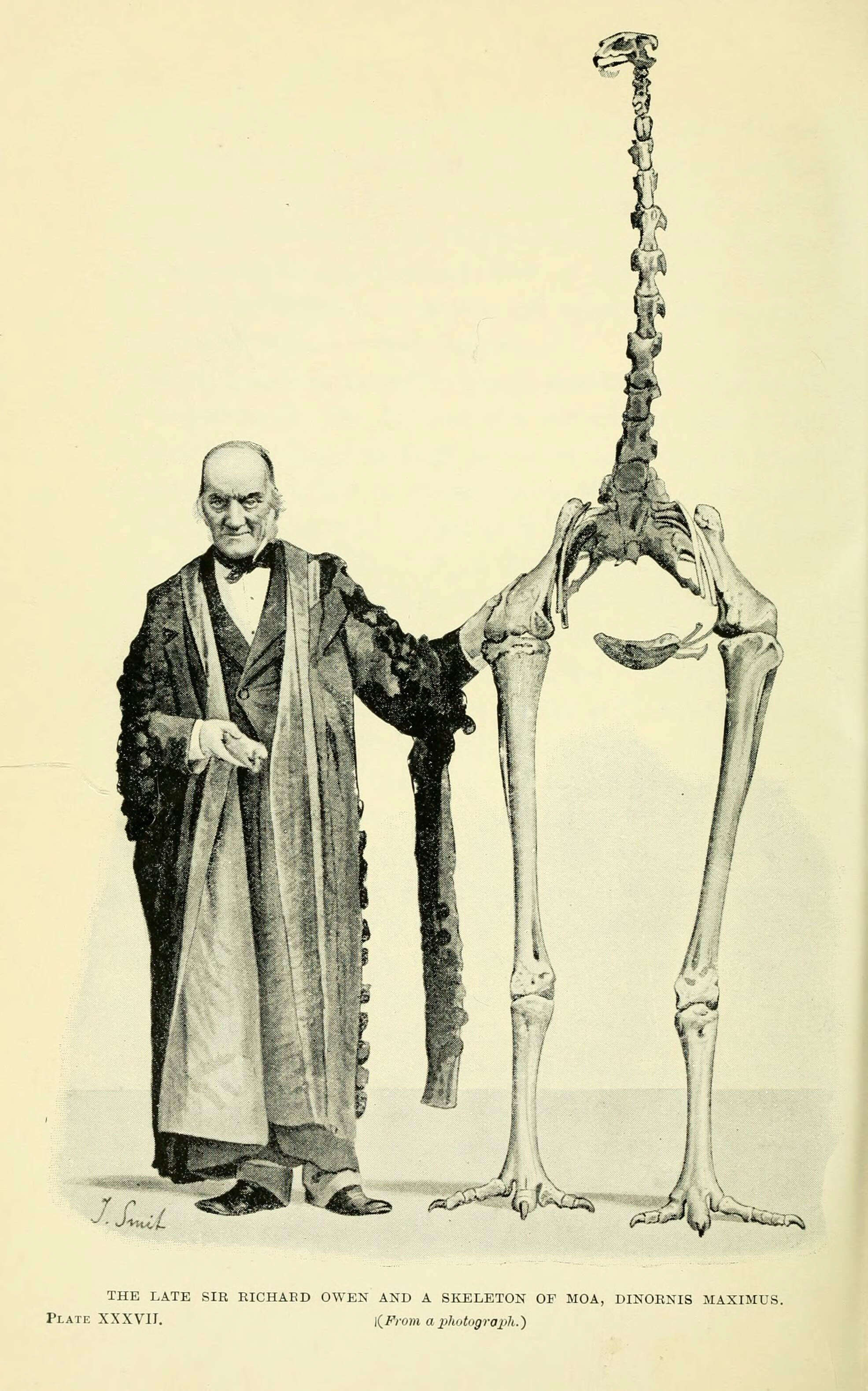 Dinornis Owen 1843 resmi