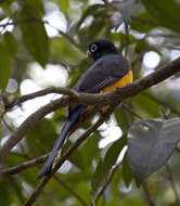 Image of Trogon Brisson 1760