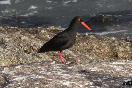 Image of African Black Oystercatcher