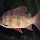 Image of Banded Distichodus